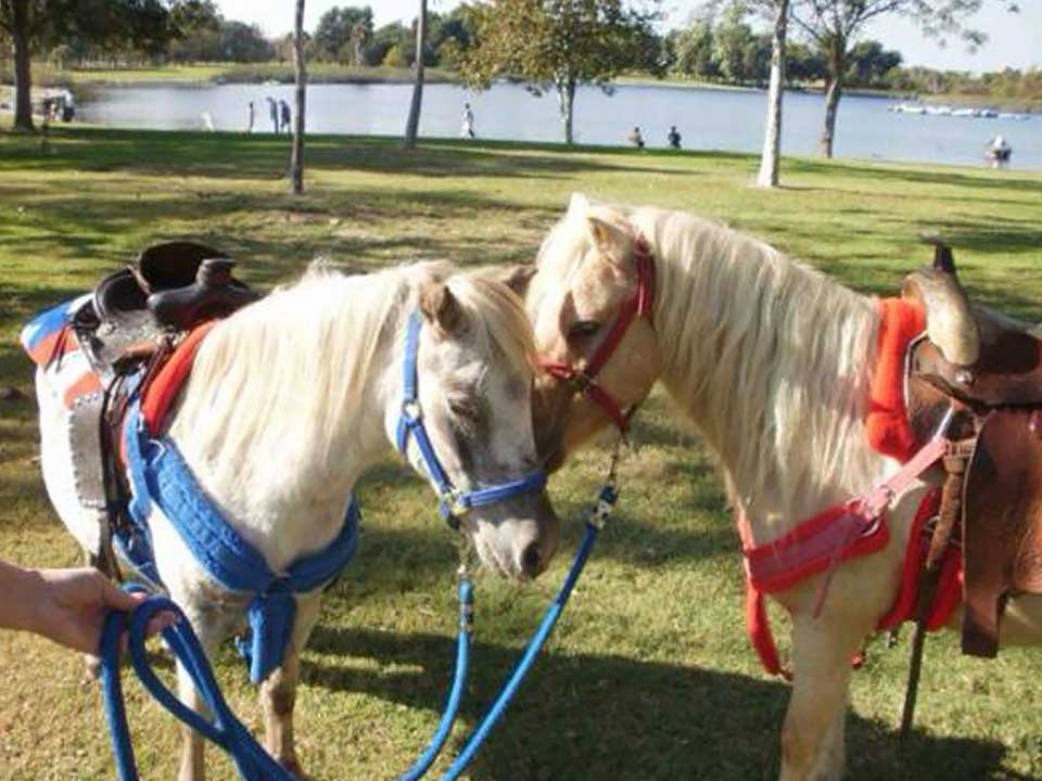 Ponies & Petting Zoos