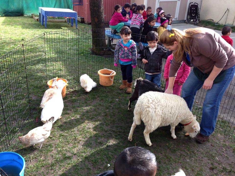Barnyard Petting Zoo