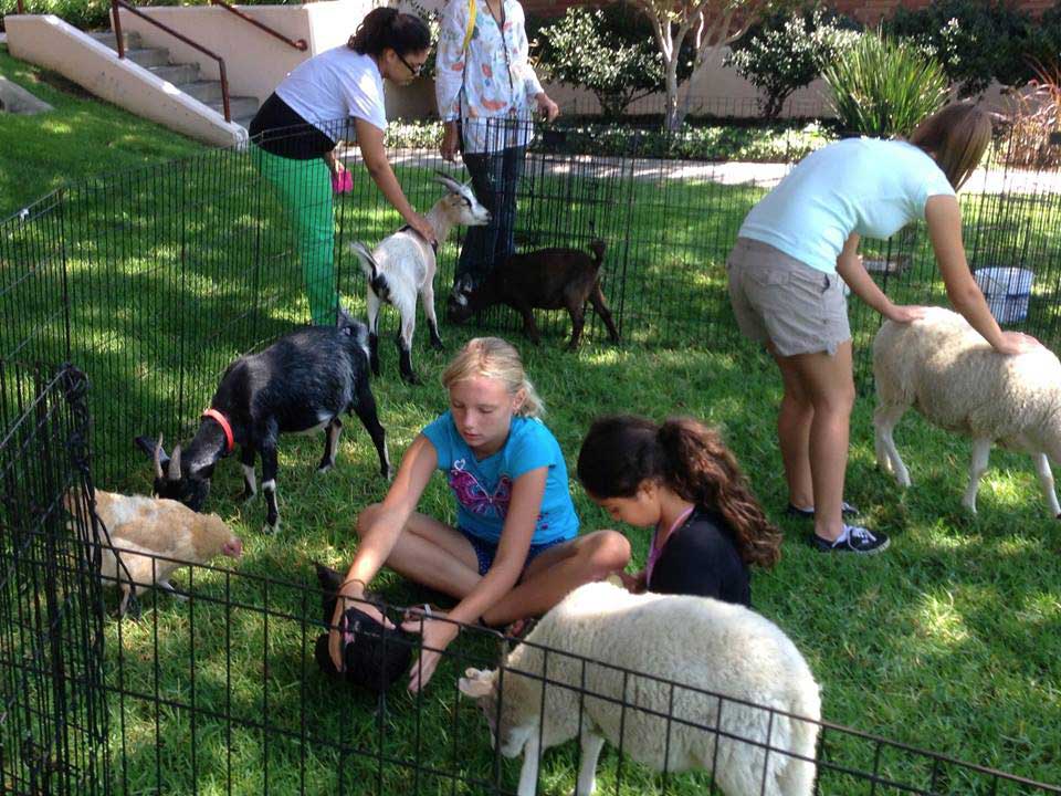 Petting Zoos thumbnail 3