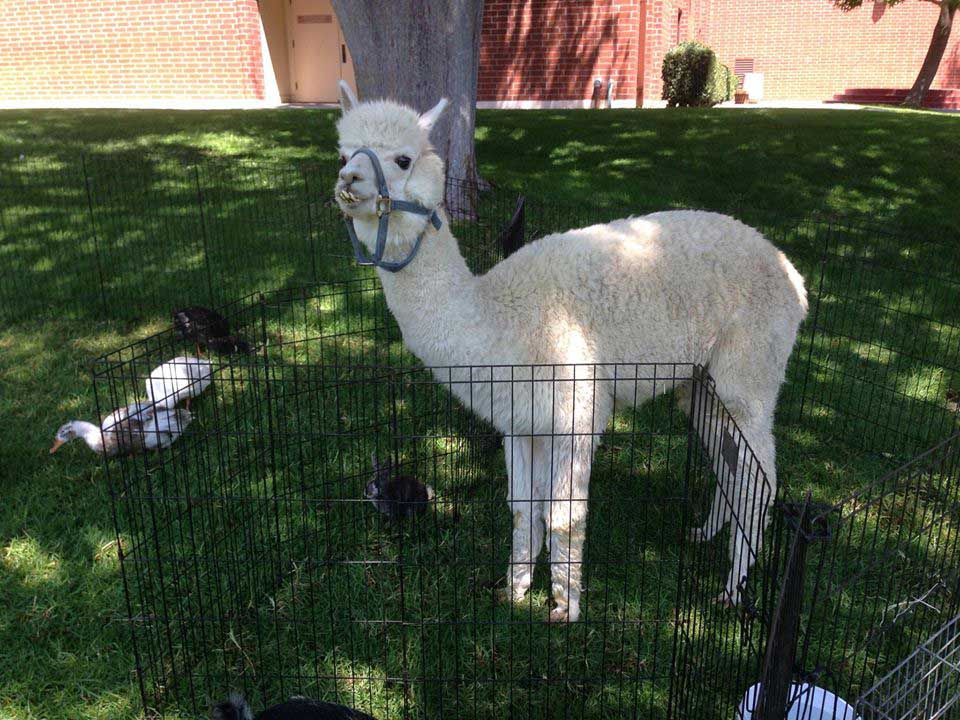 Petting Zoos thumbnail 4