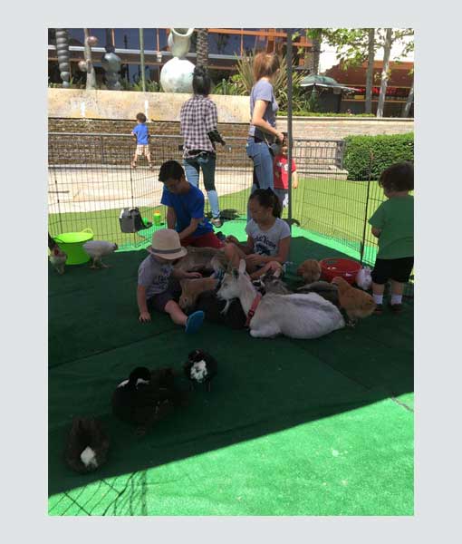 Petting Zoos thumbnail 6
