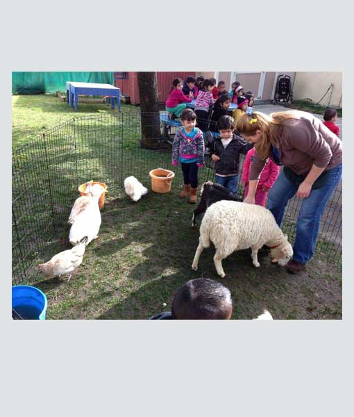 Petting Zoos thumbnail 7
