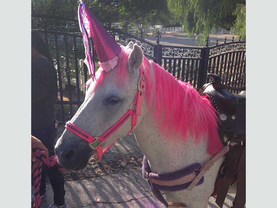 Pony Rides thumbnail 6