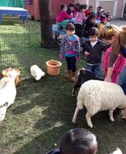 Petting Zoos