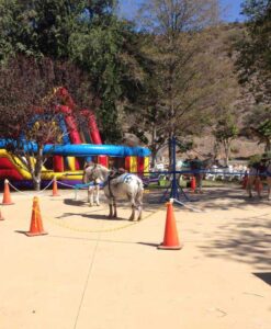 Pony Rides